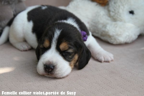du clos du bonheur - Chiots disponibles - Beagle