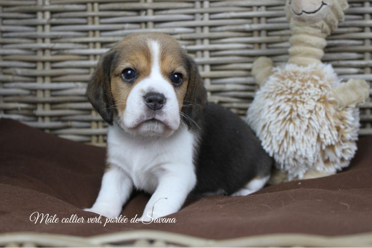 du clos du bonheur - Chiots disponibles - Beagle