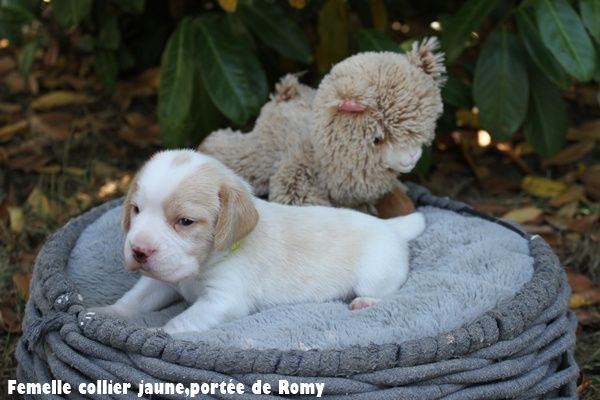 du clos du bonheur - Beagle - Portée née le 21/06/2025
