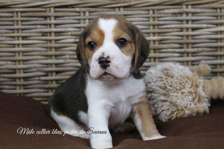 du clos du bonheur - Chiots disponibles - Beagle