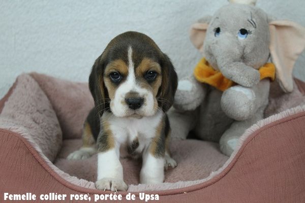 du clos du bonheur - Chiots disponibles - Beagle