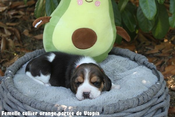 du clos du bonheur - Chiots disponibles - Beagle