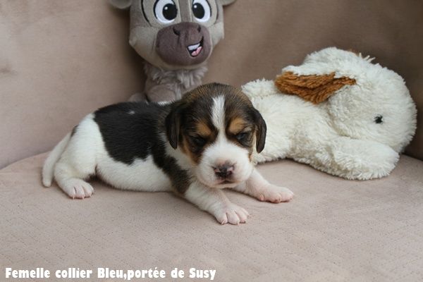 du clos du bonheur - Beagle - Portée née le 07/07/2025