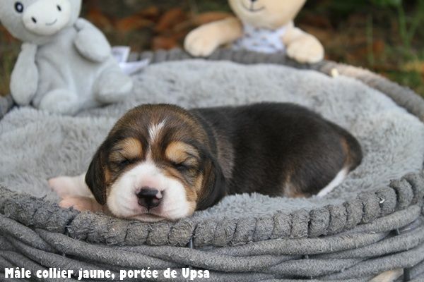 du clos du bonheur - Chiots disponibles - Beagle