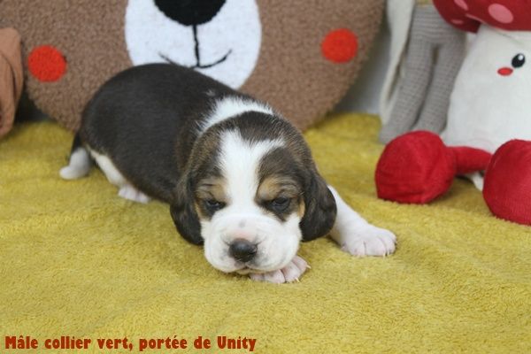 du clos du bonheur - Chiots disponibles - Beagle
