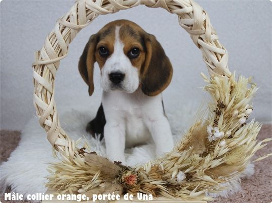 du clos du bonheur - Beagle - Portée née le 20/01/2025