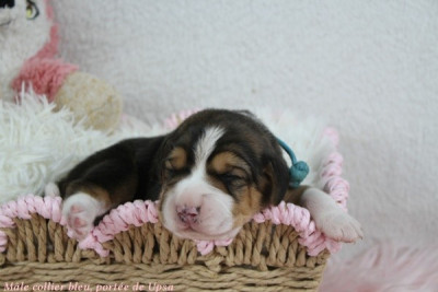 Mâle tricolore collier bleu