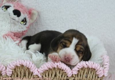 Femelle tricolore collier violet