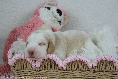 Mâle bicolore collier noir