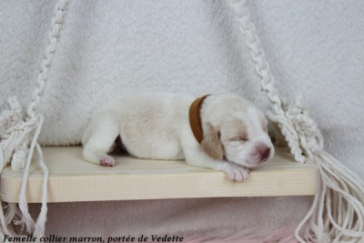 Femelle Bicolore collier marron