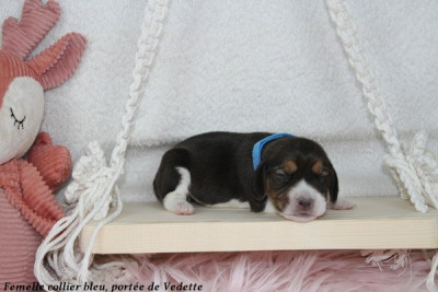 Femelle collier bleu