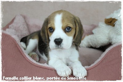 Femelle collier blanc