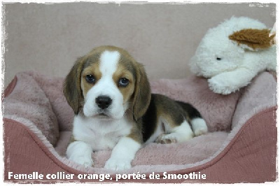 Femelle collier orange