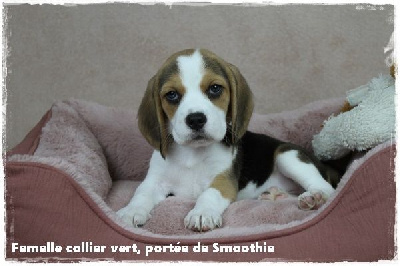 Femelle collier vert