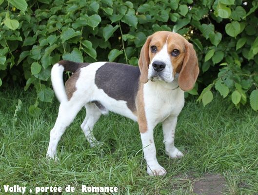 du clos du bonheur - Beagle - Portée née le 18/05/2024