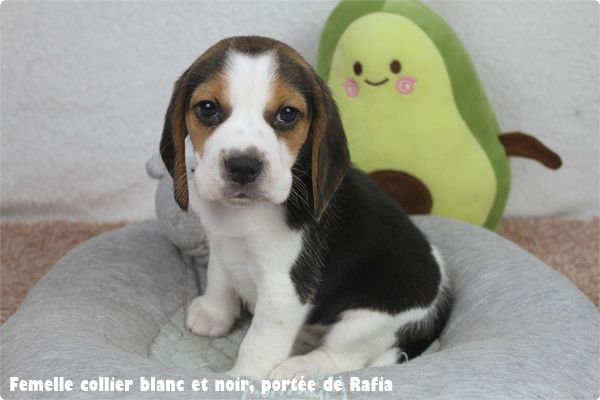 du clos du bonheur - Chiots disponibles - Beagle