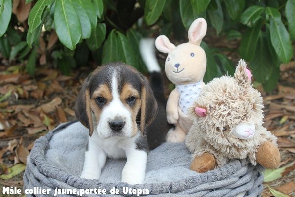 du clos du bonheur - Chiots disponibles - Beagle