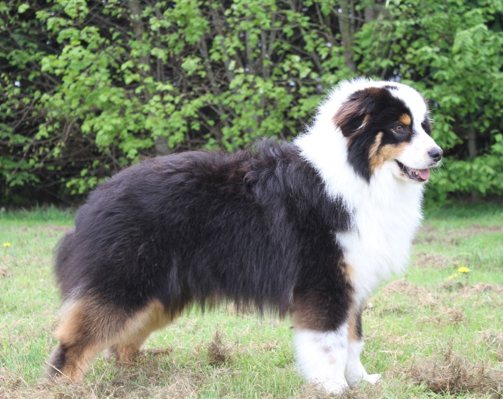 Chiot Berger Australien du clos du bonheur