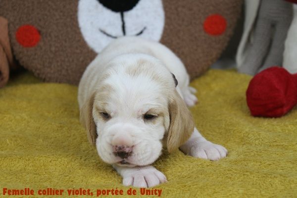 du clos du bonheur - Chiots disponibles - Beagle
