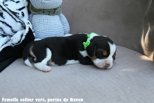 du clos du bonheur - Chiots disponibles - Beagle