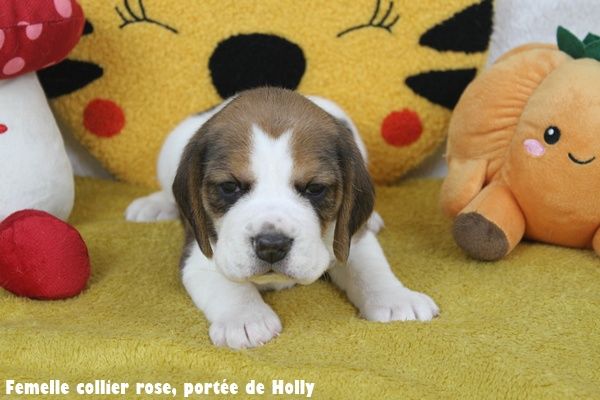 Chiot Beagle du clos du bonheur