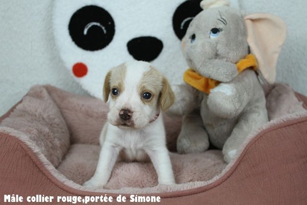 du clos du bonheur - Chiots disponibles - Beagle