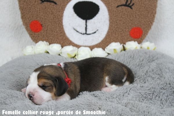 du clos du bonheur - Chiots disponibles - Beagle