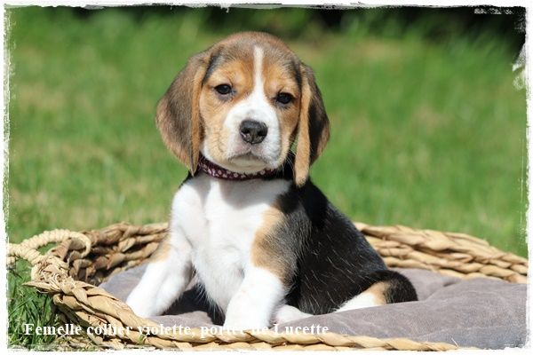 Chiot Beagle du clos du bonheur