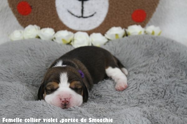 du clos du bonheur - Chiots disponibles - Beagle