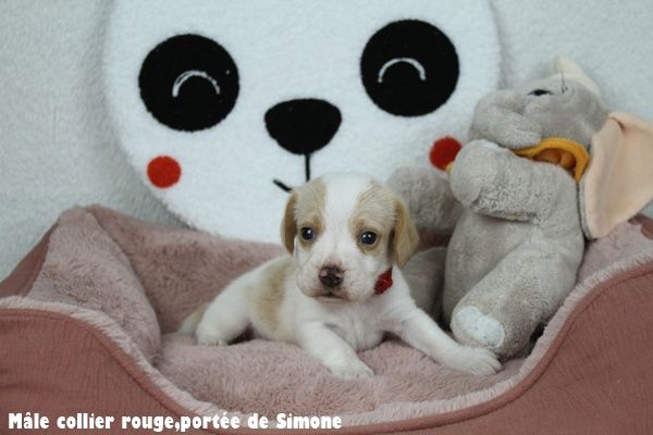Chiot Beagle du clos du bonheur