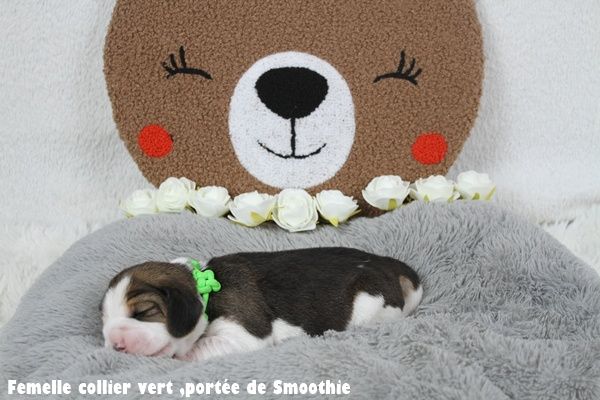 du clos du bonheur - Chiots disponibles - Beagle