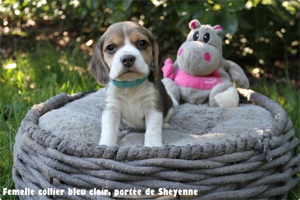 du clos du bonheur - Chiots disponibles - Beagle