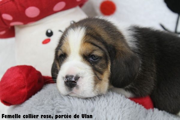 du clos du bonheur - Chiots disponibles - Beagle