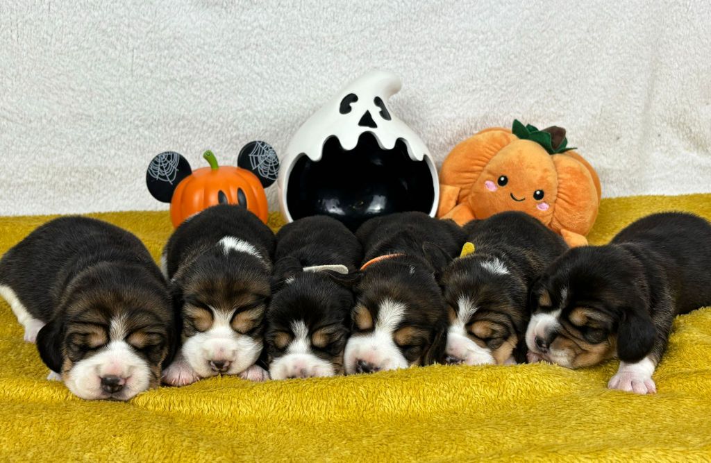 Chiot Beagle du clos du bonheur