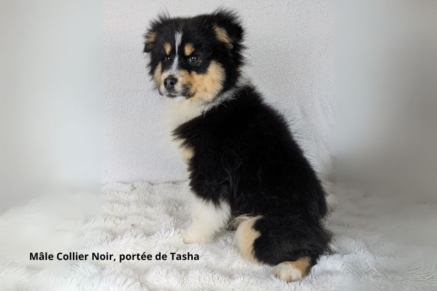 du clos du bonheur - Chiots disponibles - Berger Australien