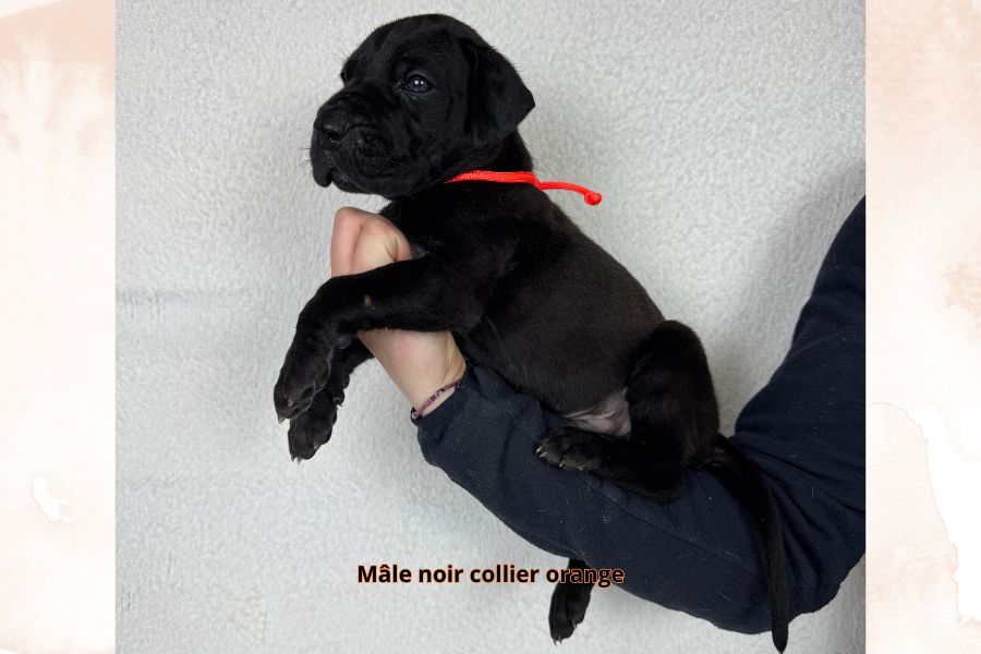 du clos du bonheur - Chiots disponibles - Dogue allemand