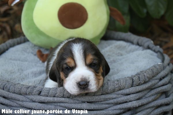 du clos du bonheur - Chiots disponibles - Beagle