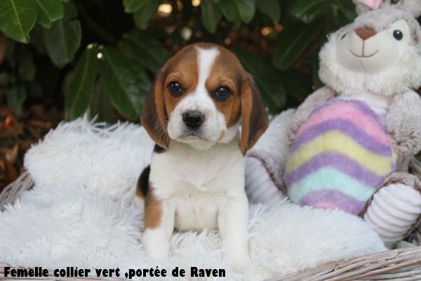 Chiot Beagle du clos du bonheur