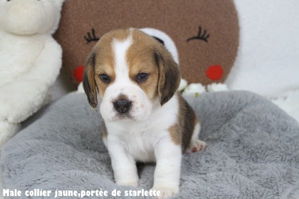 du clos du bonheur - Chiots disponibles - Beagle