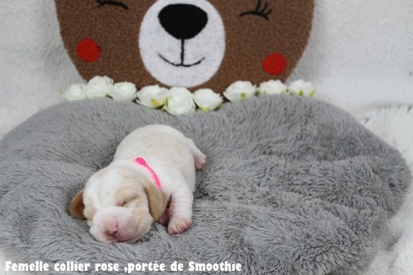 du clos du bonheur - Chiots disponibles - Beagle