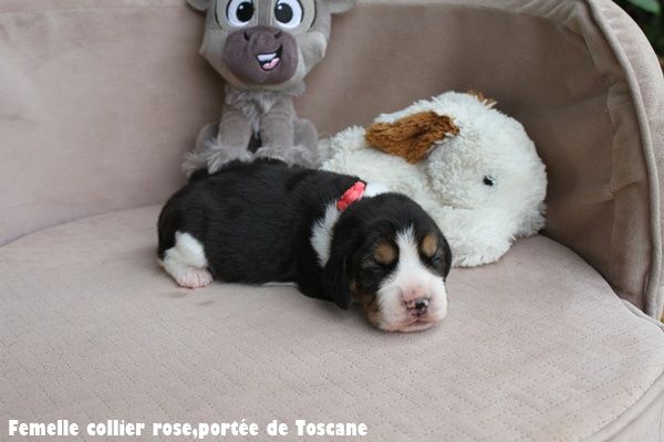 du clos du bonheur - Chiots disponibles - Beagle