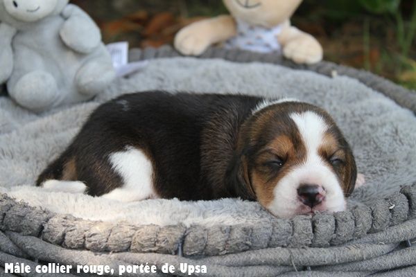 du clos du bonheur - Chiots disponibles - Beagle