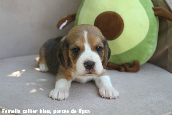 du clos du bonheur - Chiots disponibles - Beagle