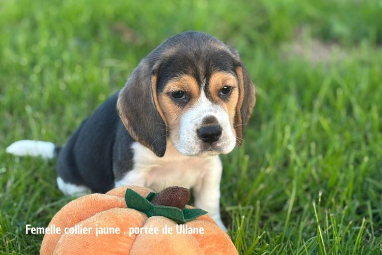 du clos du bonheur - Chiots disponibles - Beagle