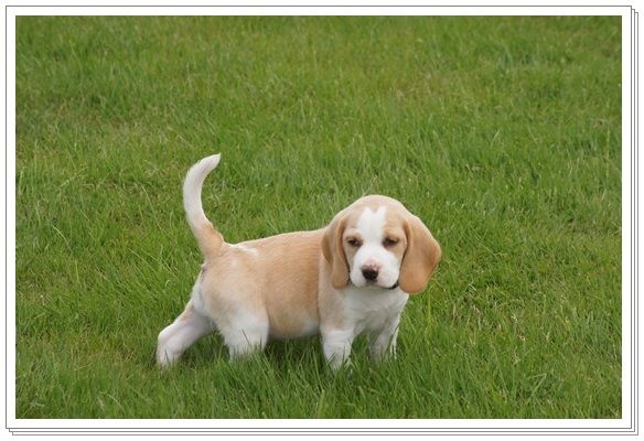Chiot Beagle du clos du bonheur