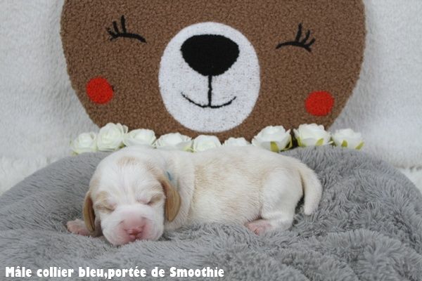du clos du bonheur - Chiots disponibles - Beagle