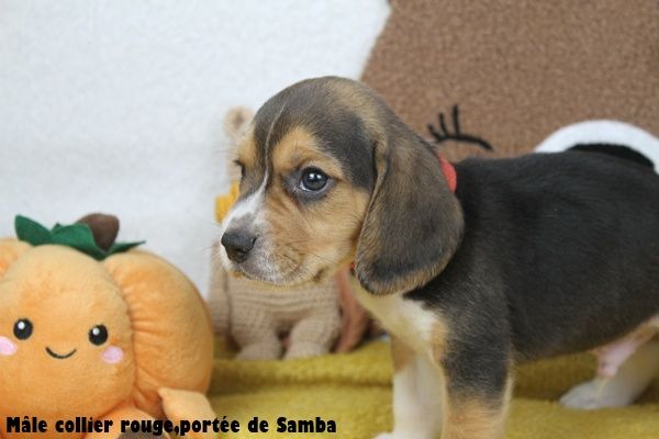 Chiot Beagle du clos du bonheur