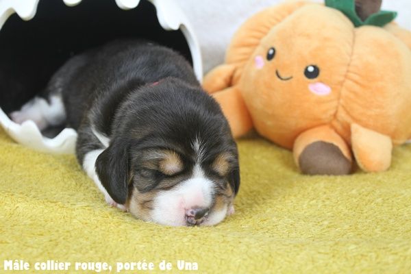 du clos du bonheur - Chiots disponibles - Beagle