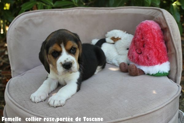 du clos du bonheur - Chiots disponibles - Beagle
