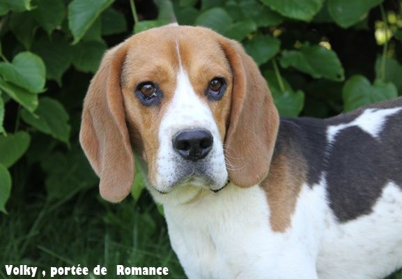 du clos du bonheur - Chiots disponibles - Beagle